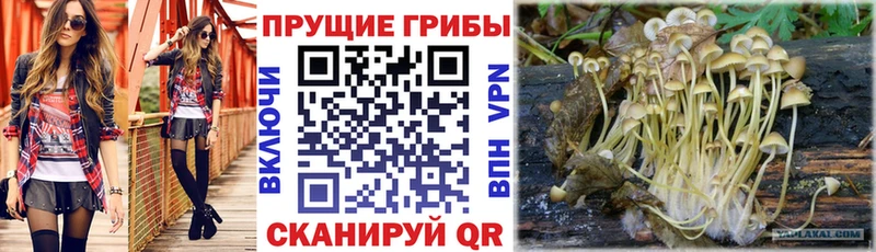 Псилоцибиновые грибы Cubensis  МЕГА ТОР  площадка клад  Светогорск 